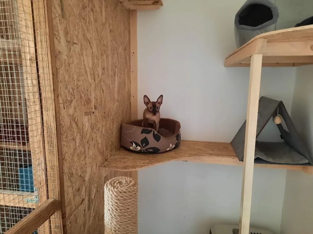 Micicica Panzió - Nógrád County pet otel görseli 2