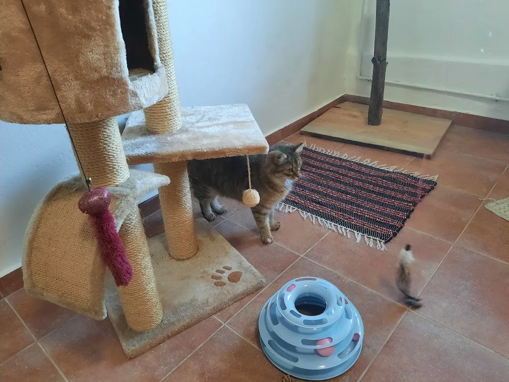 Micicica Panzió - Nógrád County pet otel görseli 3