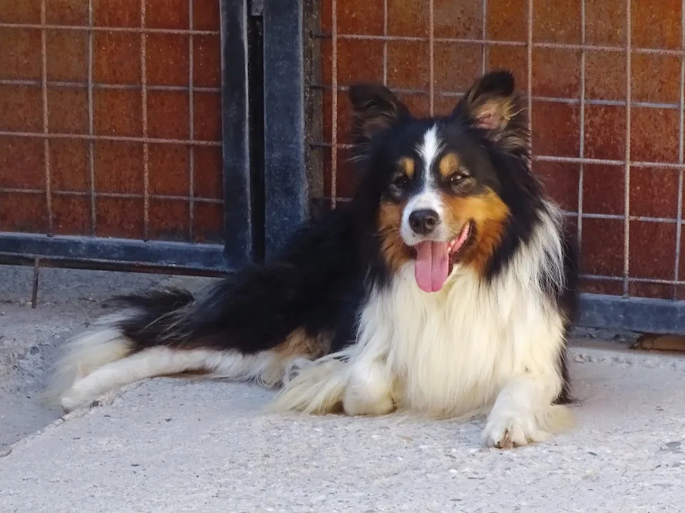 Moonlight-Shepherd Border Collie Kennel - Nógrád County pet otel görseli 2