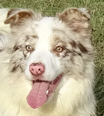 Moonlight-Shepherd Border Collie Kennel - Nógrád County pet otel görseli 3