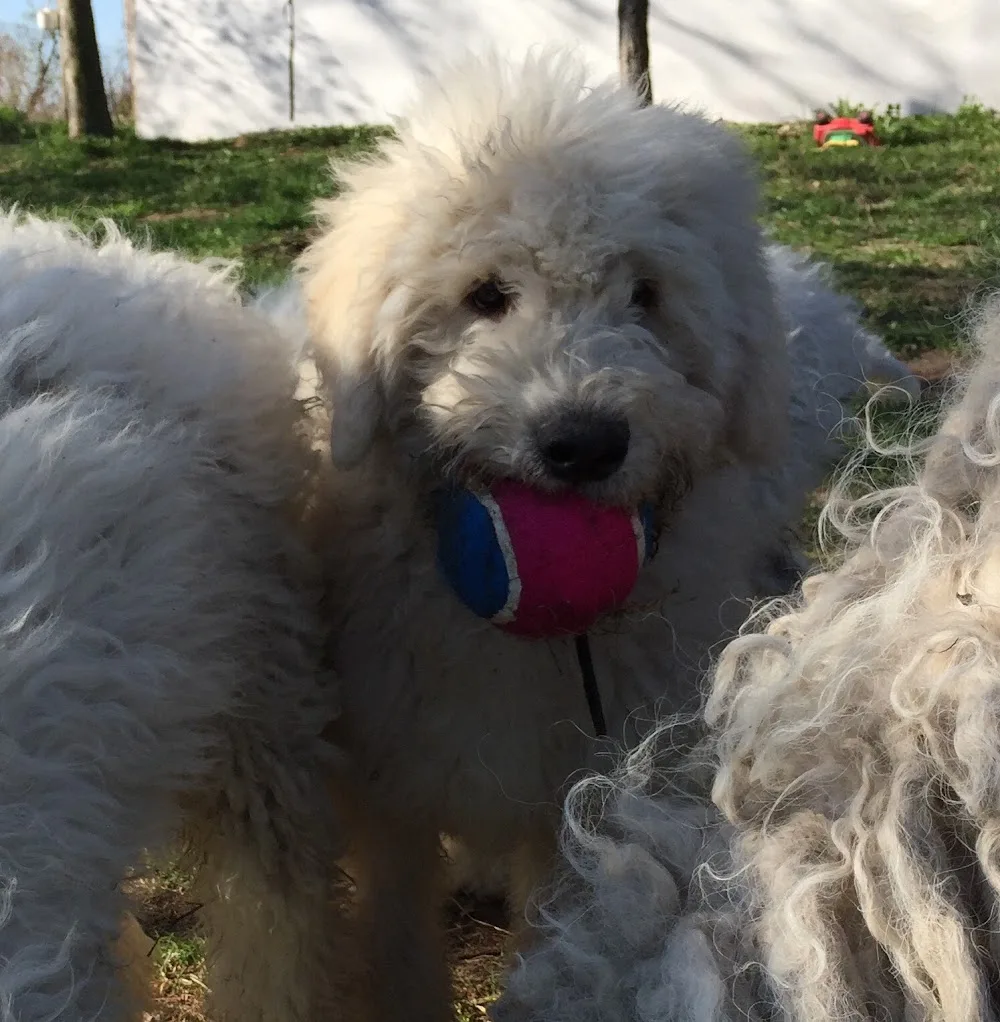 Öreghegyi Kócos - Oldhill's Blowsy Komondor Kennel - Nógrád County pet otel görseli 3