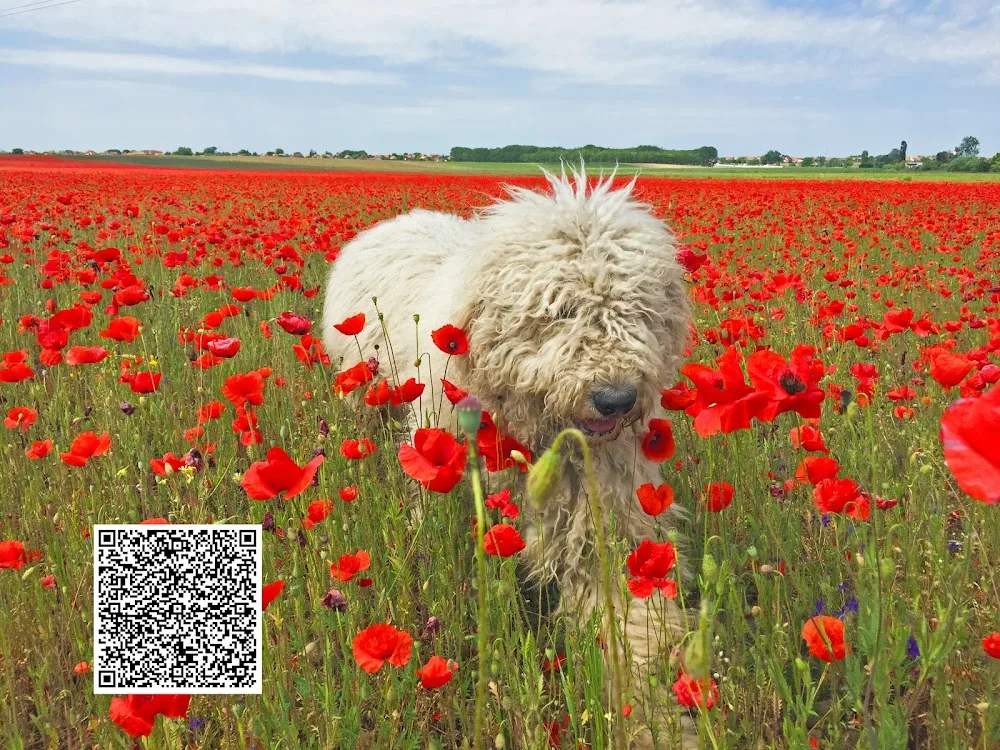 Öreghegyi Kócos - Oldhill's Blowsy Komondor Kennel - Nógrád County pet otel görseli 6