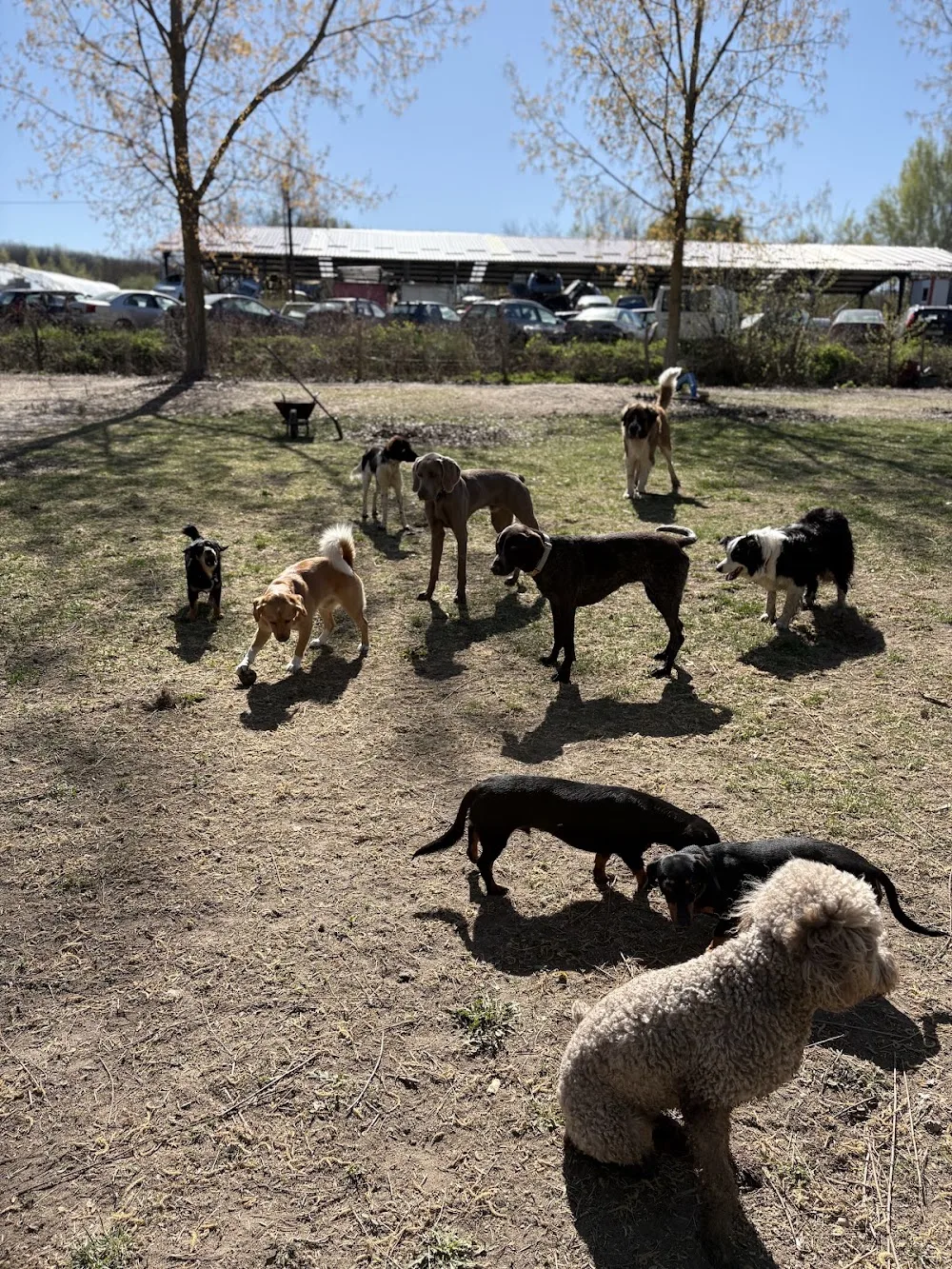 "Panting" Dog Daycare - Nógrád County pet otel