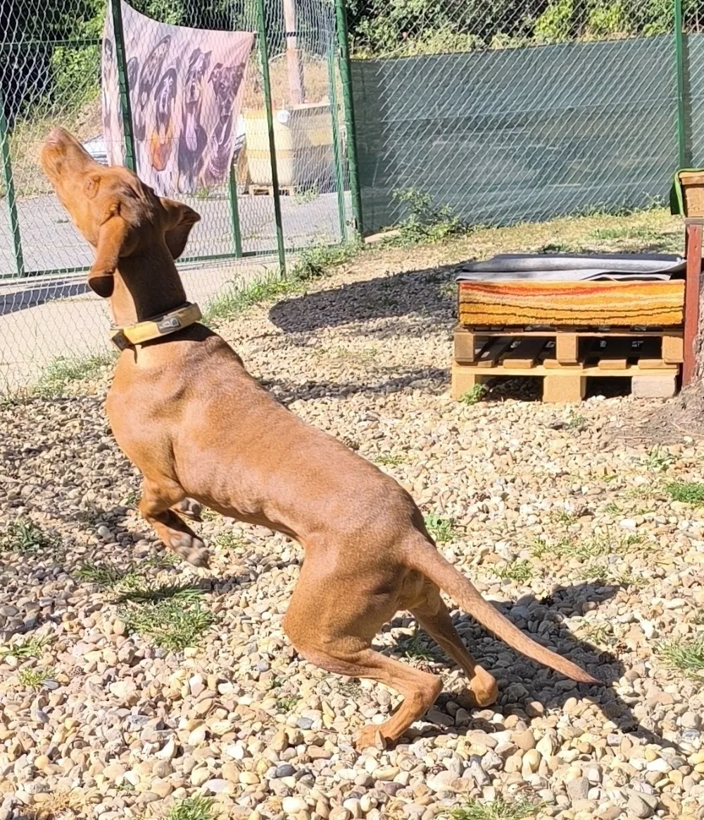 Pitypang Kutyapanzió és Kisállat-megőrző - Nógrád County pet otel görseli 2