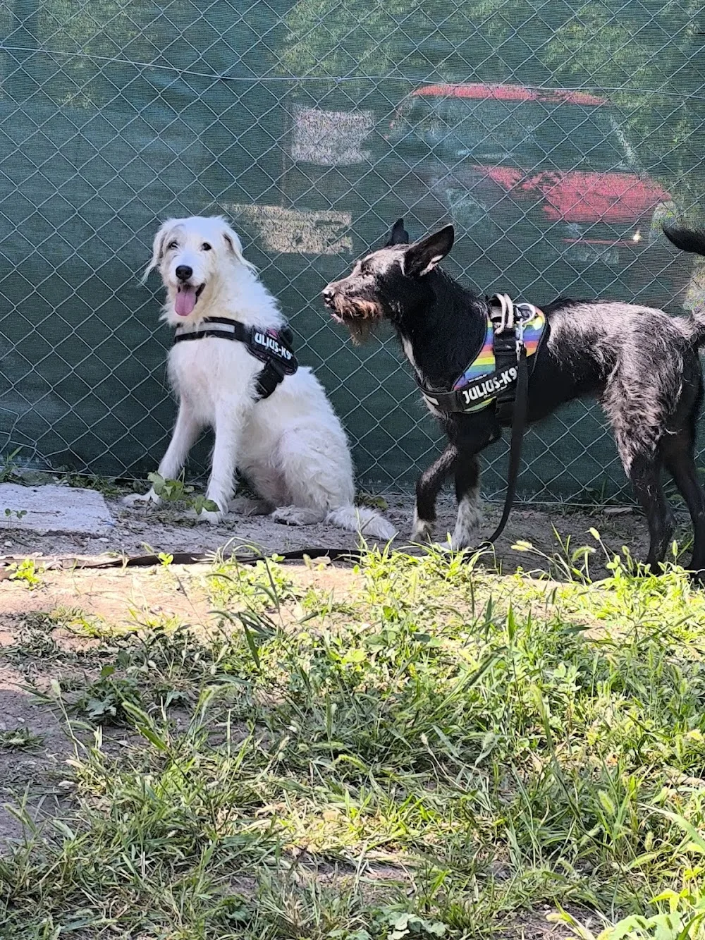 Pitypang Kutyapanzió és Kisállat-megőrző - Nógrád County pet otel görseli 3