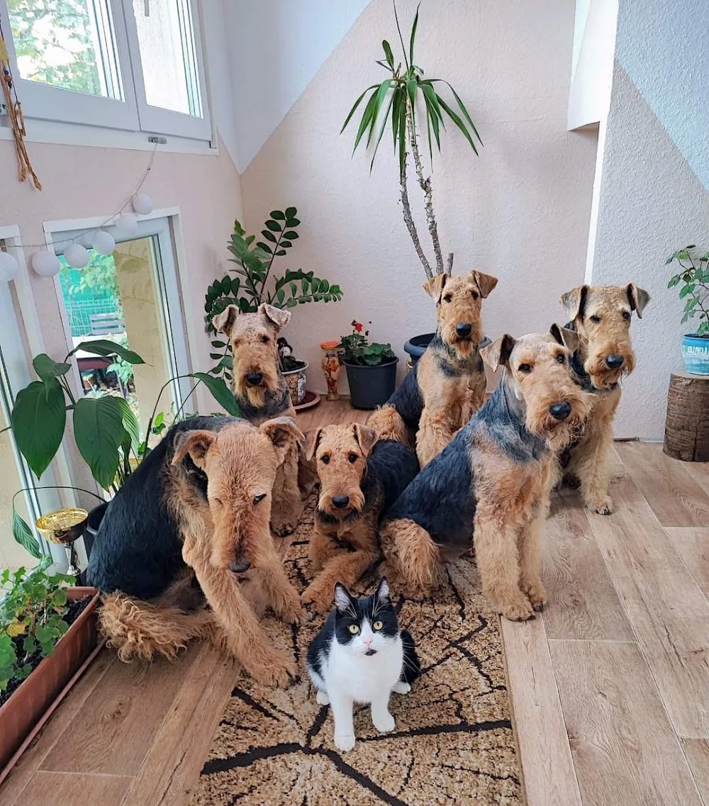 Regia Lordale - Airedale terrier kennel - Nógrád County pet otel