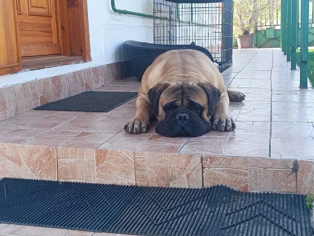 Safety of Flatland Bullmastiff Kennel - Nógrád County pet otel