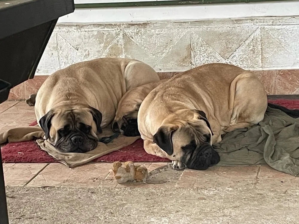 Safety of Flatland Bullmastiff Kennel - Nógrád County pet otel görseli 3