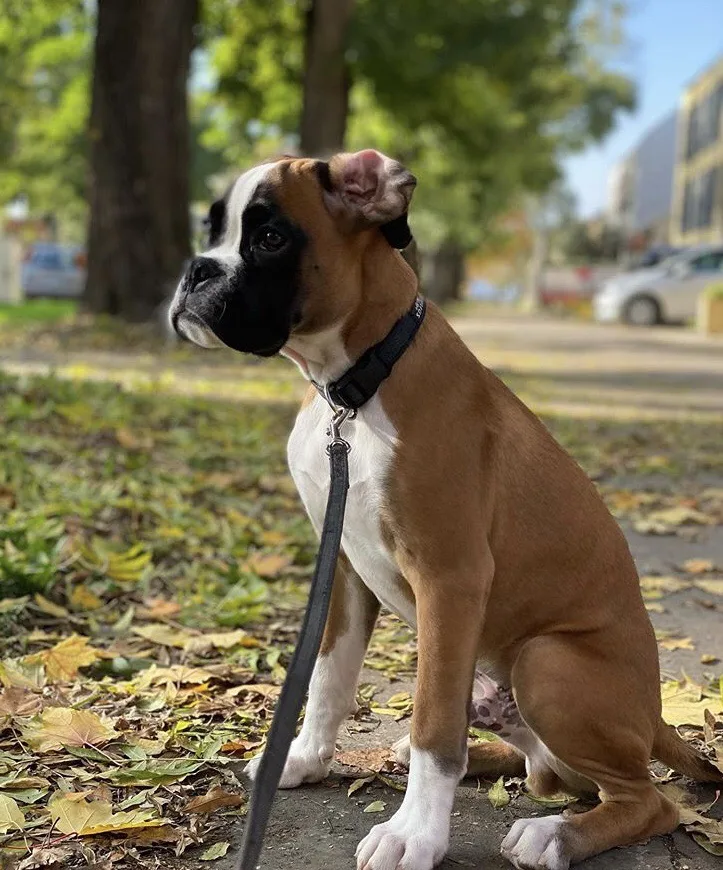 Sangreal Boxer Kennel - Nógrád County pet otel görseli 2