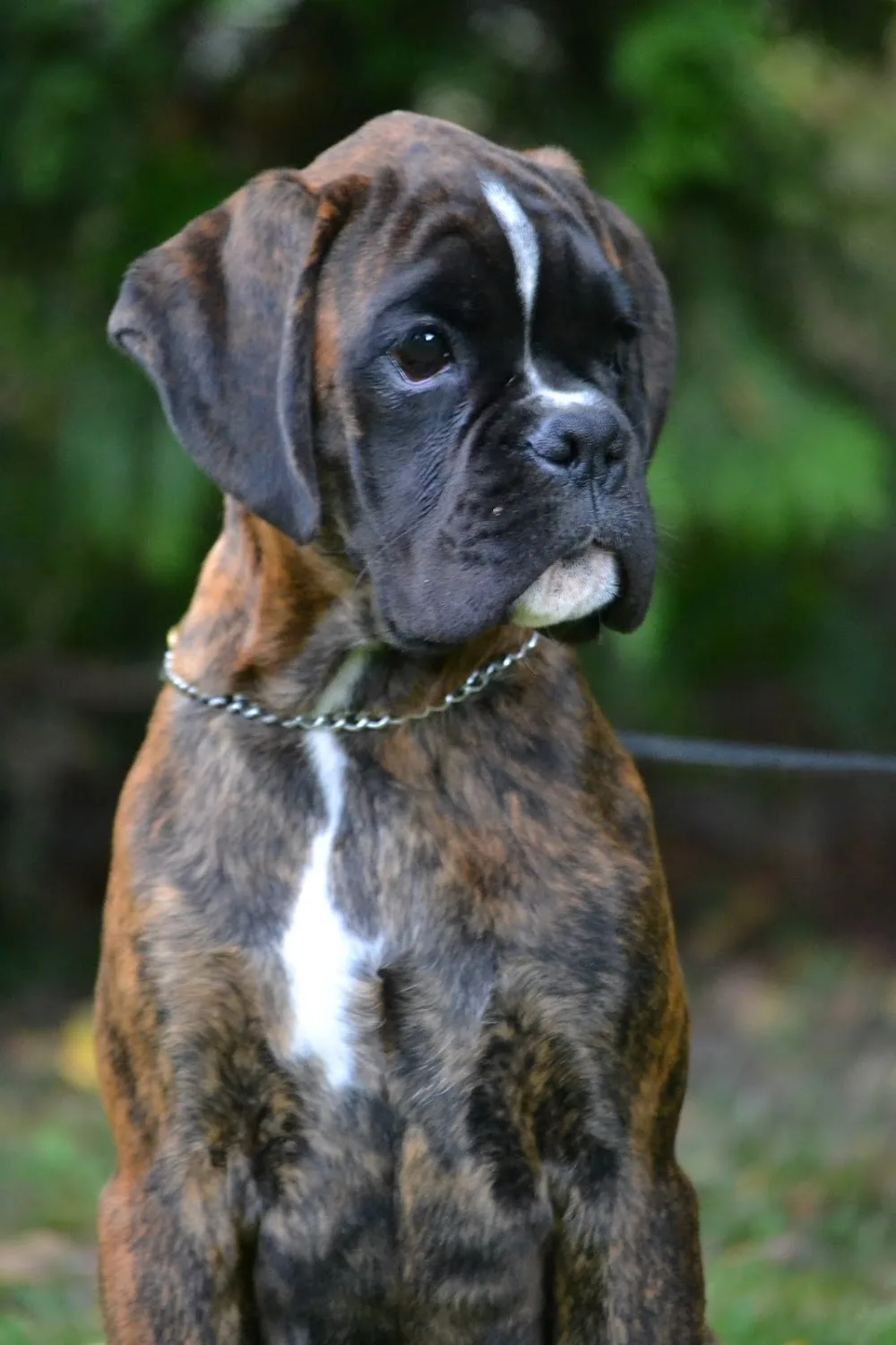 Sangreal Boxer Kennel - Nógrád County pet otel görseli 3