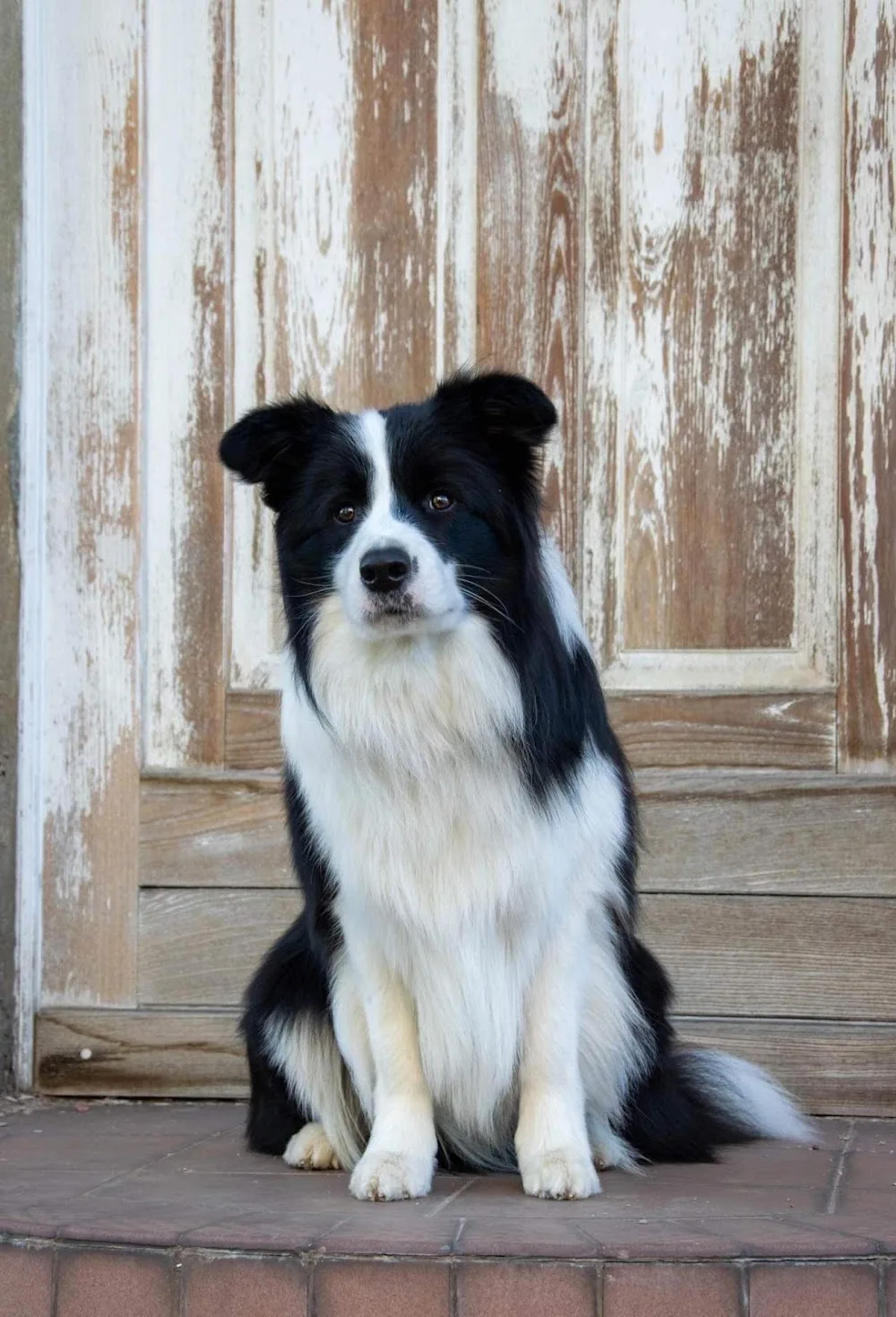 Set Fire To The Rain Border collie kennel - Nógrád County pet otel