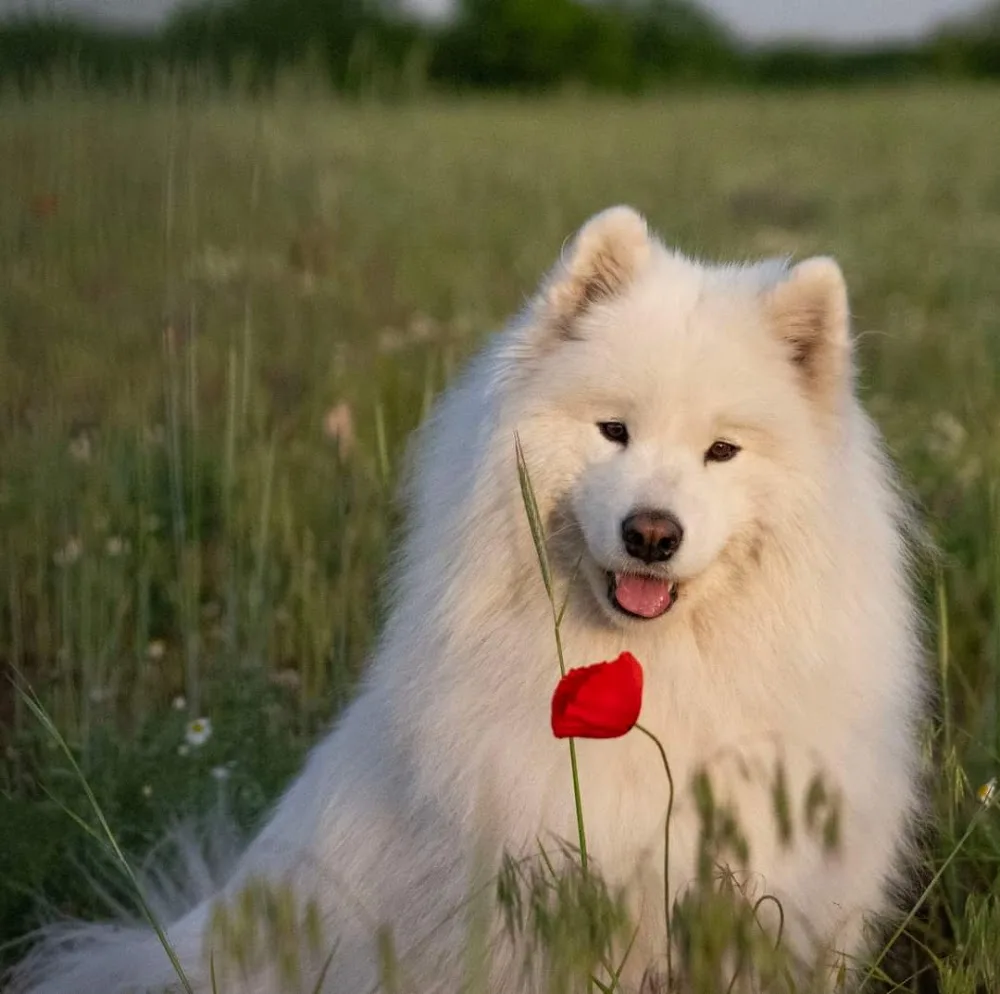 Smiling Pearls samoyed kennel - Nógrád County pet otel