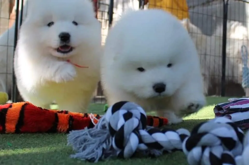 Sunlight Angels Samoyed kennel - Nógrád County pet otel