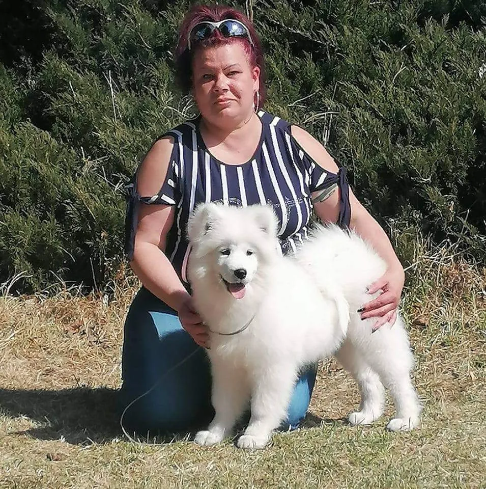 Sunlight Angels Samoyed kennel - Nógrád County pet otel görseli 3