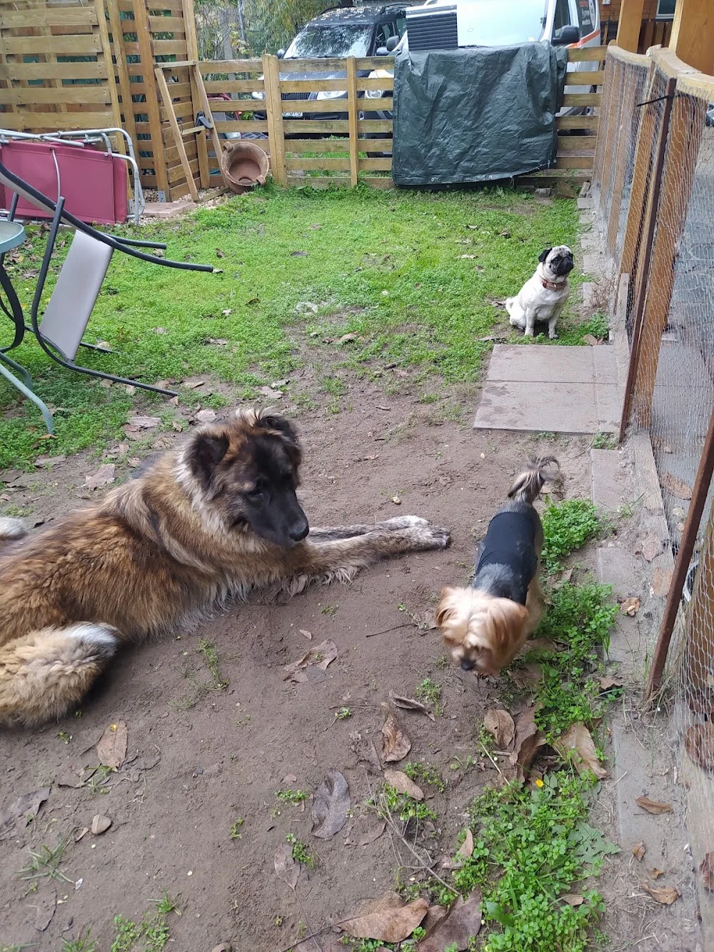 Vik-Land pethotel - Nógrád County pet otel