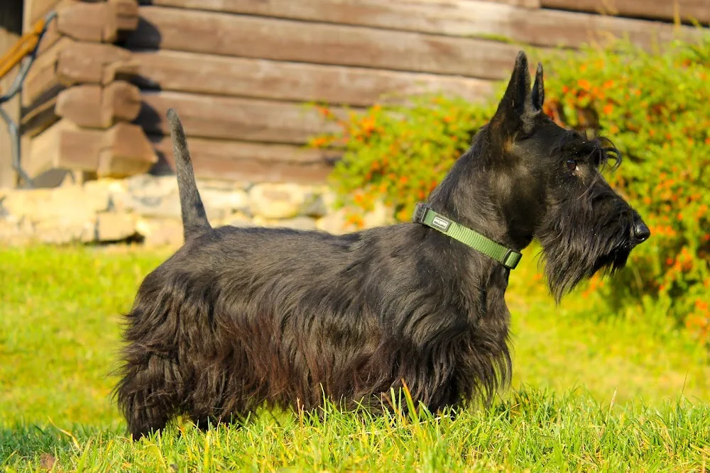Whip of The Carpathians Kennel - Nógrád County pet otel