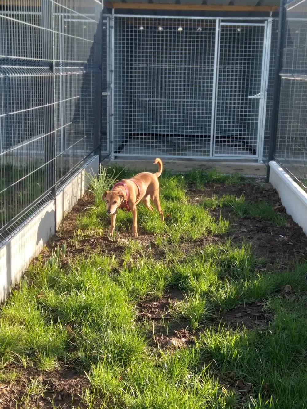 Gite canin du flo vert - Nordausques pet otel görseli 3