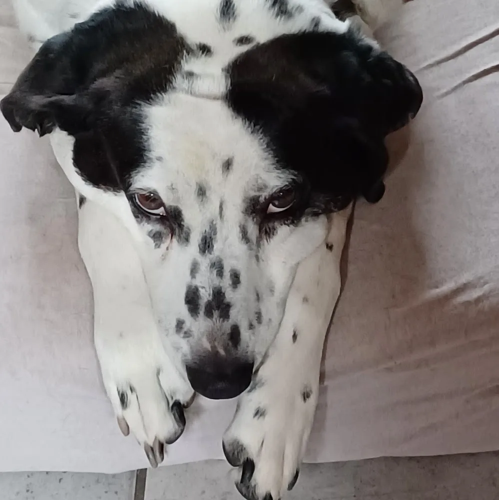 Gite canin du flo vert - Nordausques pet otel görseli 4