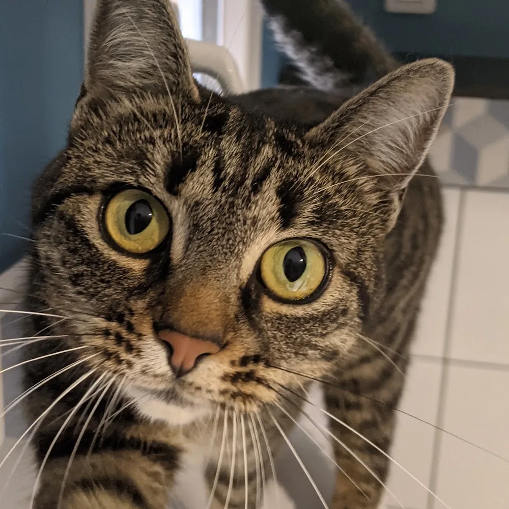 Happypets - pension pour chats - Nordausques pet otel