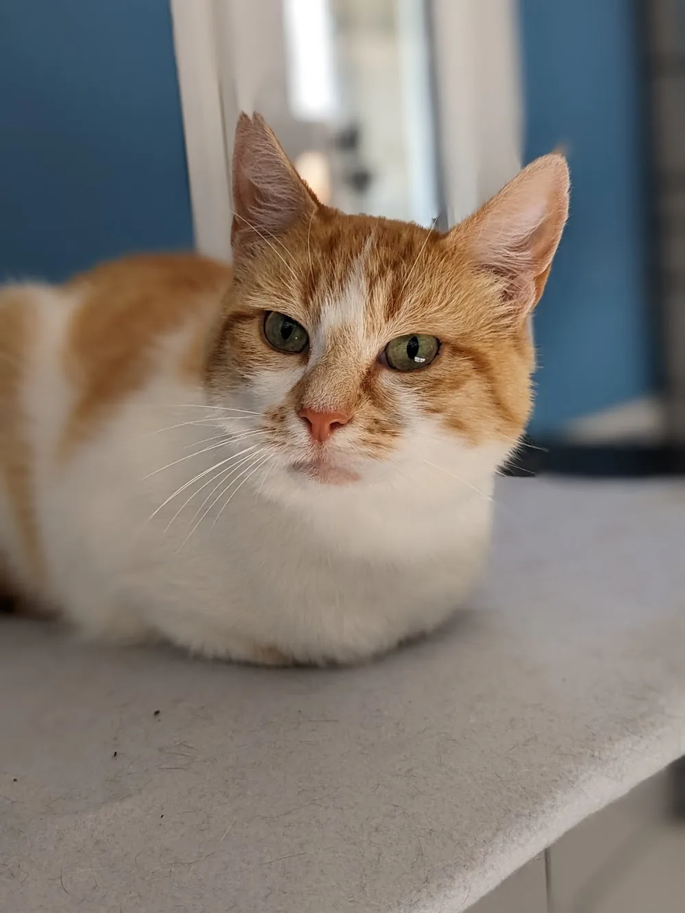 Happypets - pension pour chats - Nordausques pet otel görseli 3