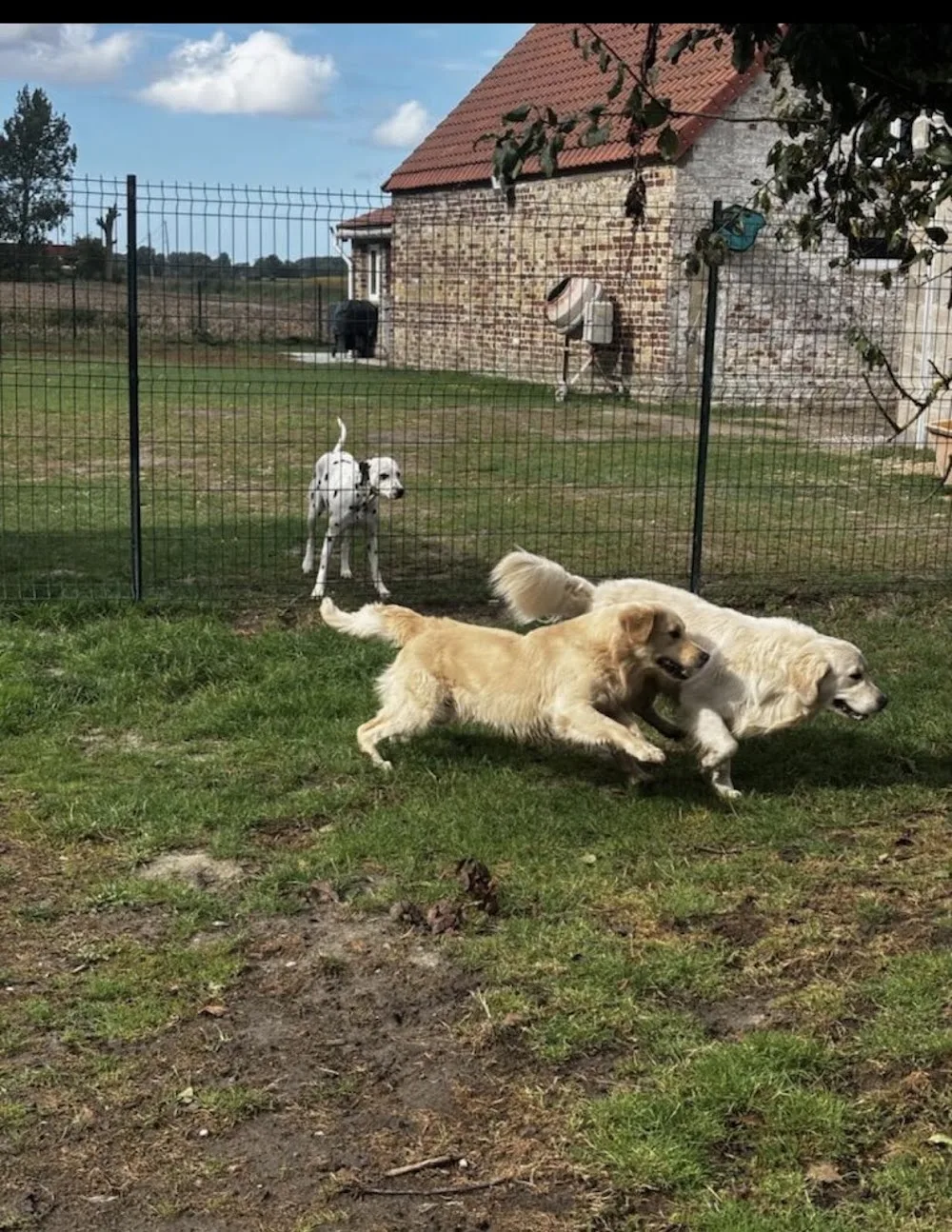 Pension canine Dalma’chien - Nordausques pet otel görseli 2