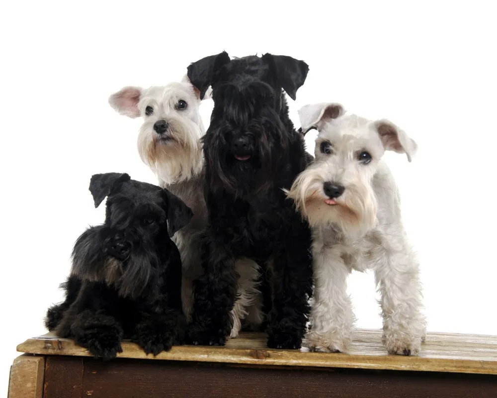 Kennel Enano - Nordland pet otel