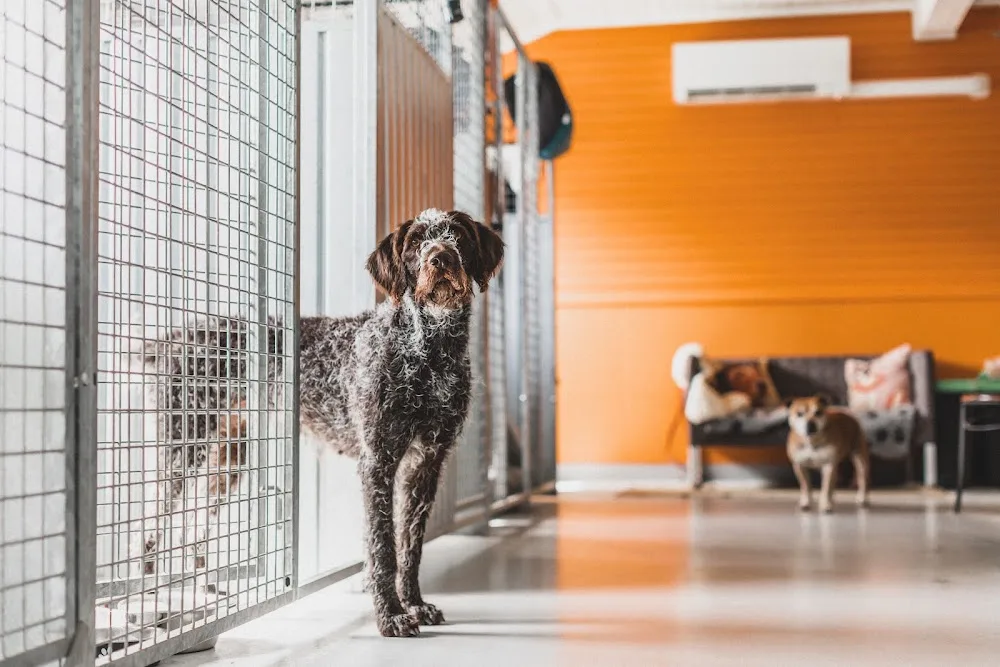 Rana Hundesenter AS - Nordland pet otel