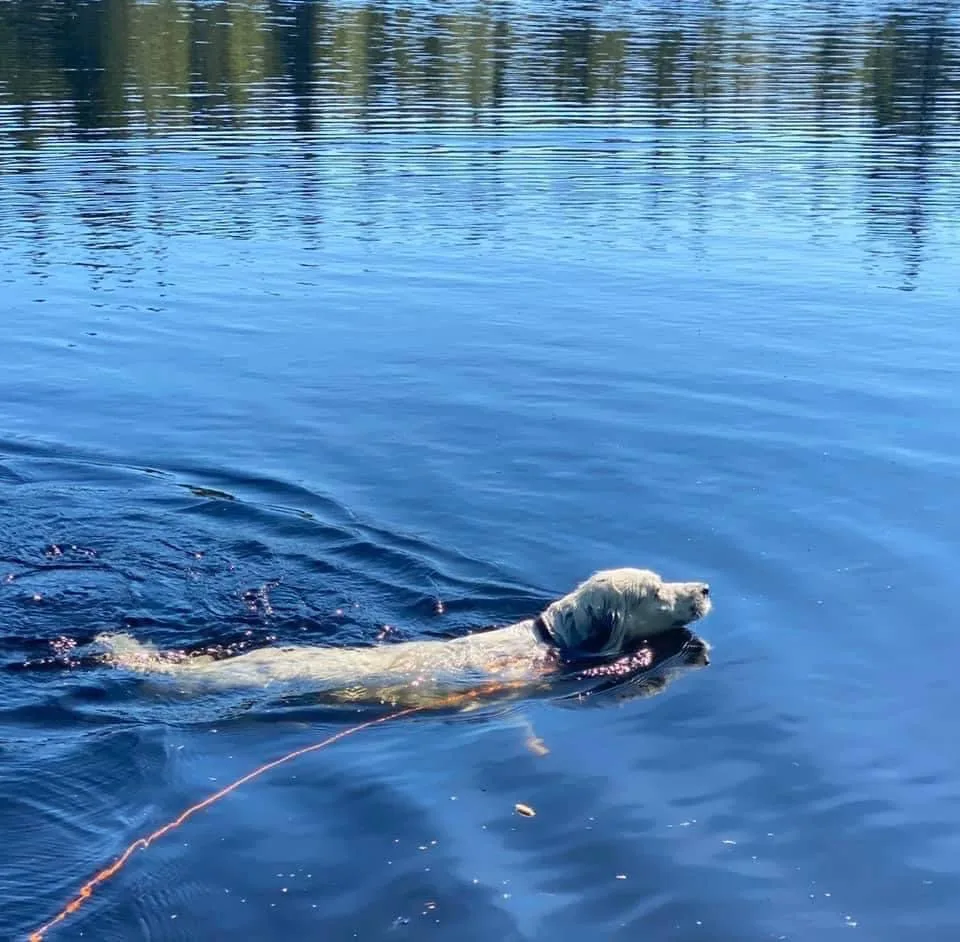 Siris hunde- og kattepensjonat - Nordland pet otel
