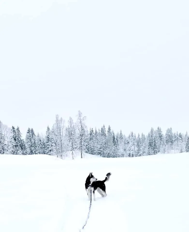 Siris hunde- og kattepensjonat - Nordland pet otel görseli 3