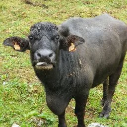 Siris hunde- og kattepensjonat - Nordland pet otel görseli 4