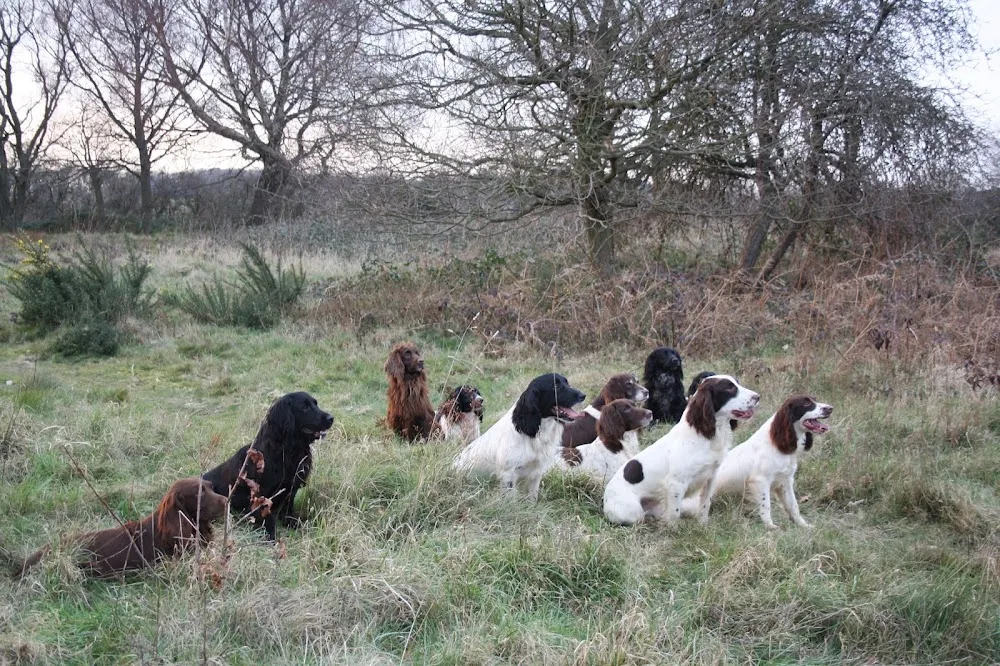 Abel Heath Working Dogs & Kennels - Norfolk pet otel