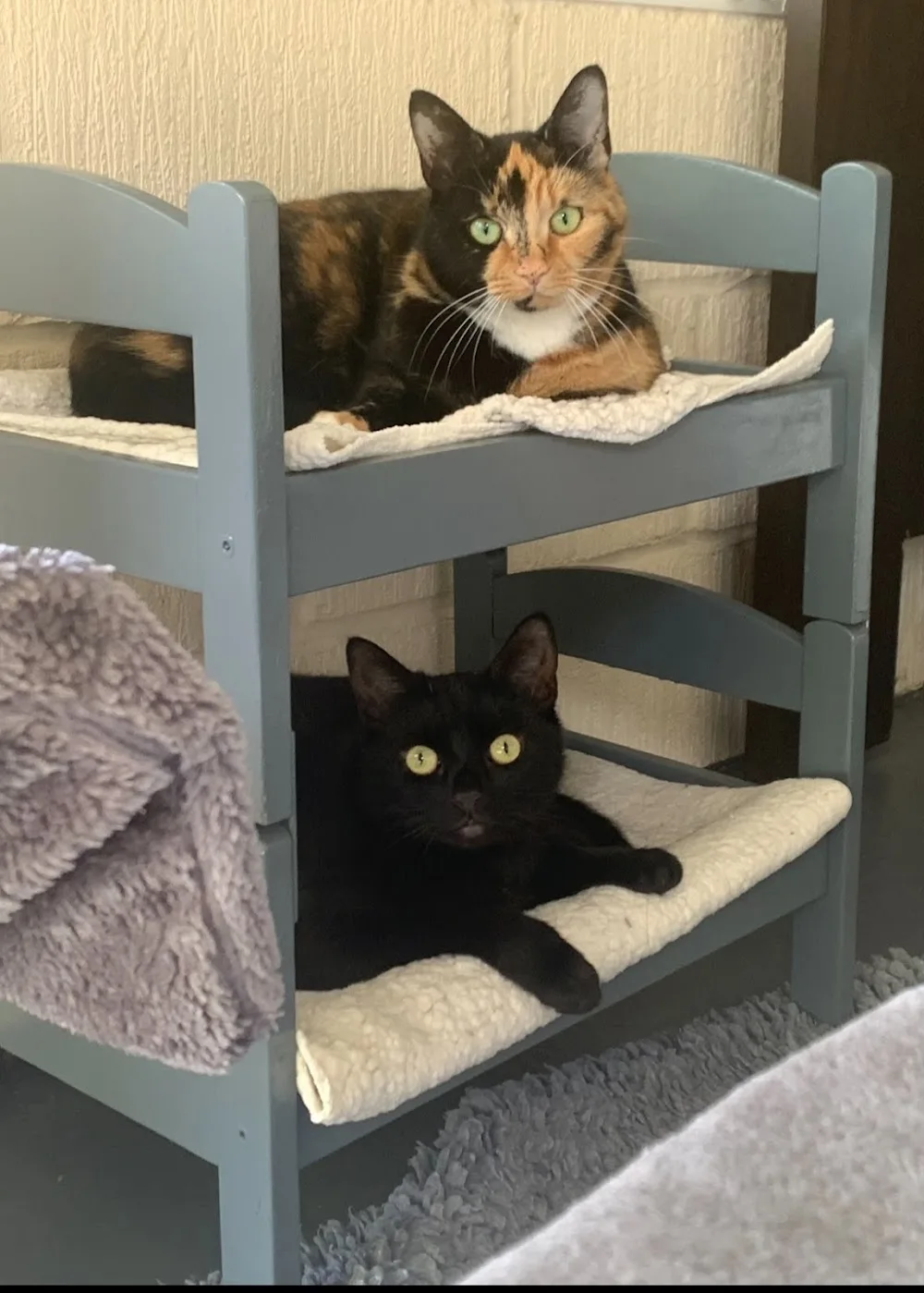 Aristocats Luxury Cattery NORFOLK - Norfolk pet otel görseli 3