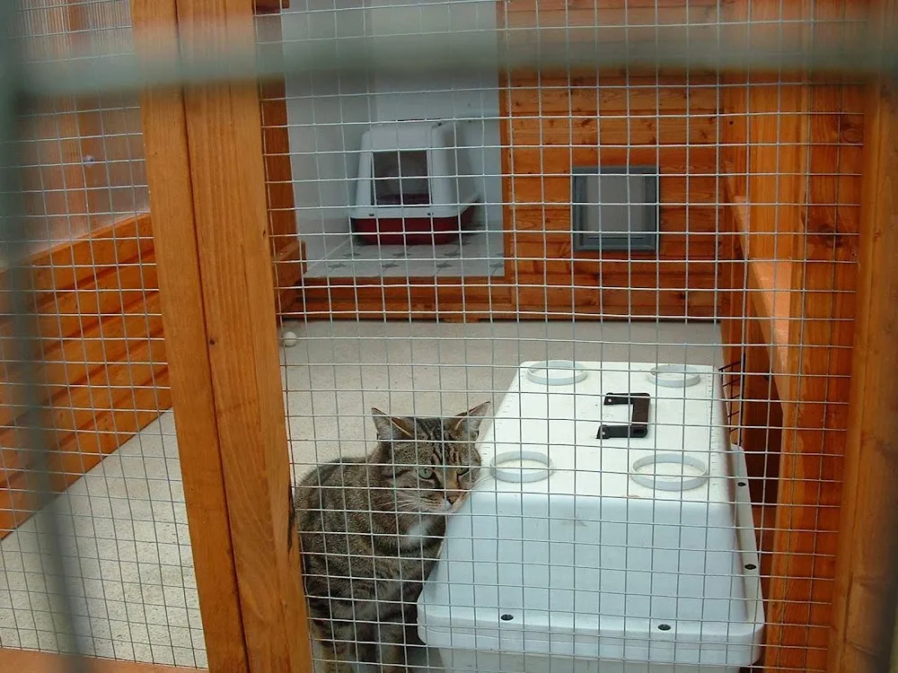 Broadland Cattery - Norfolk pet otel görseli 3