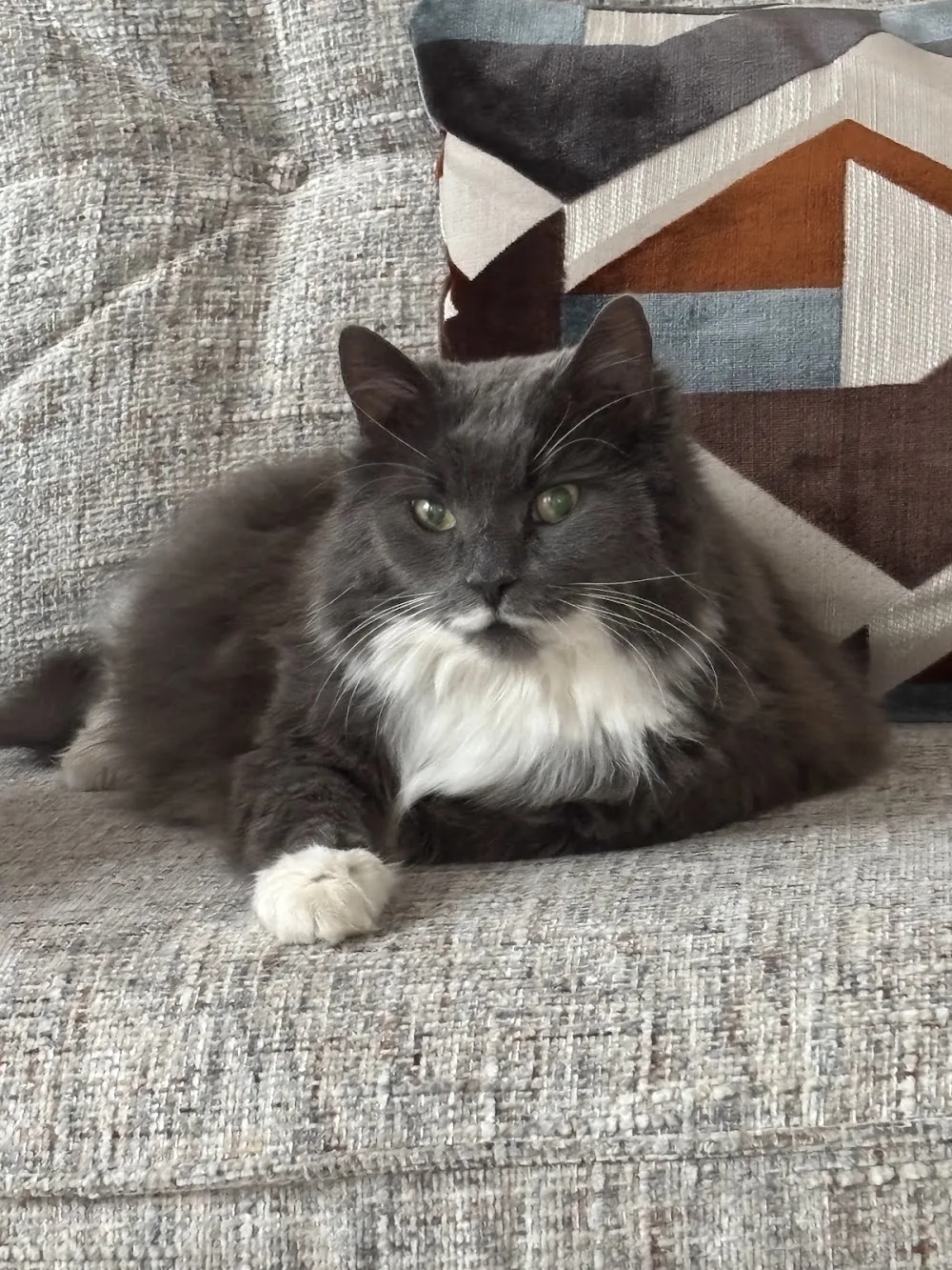 Cedar House Cattery - Norfolk pet otel