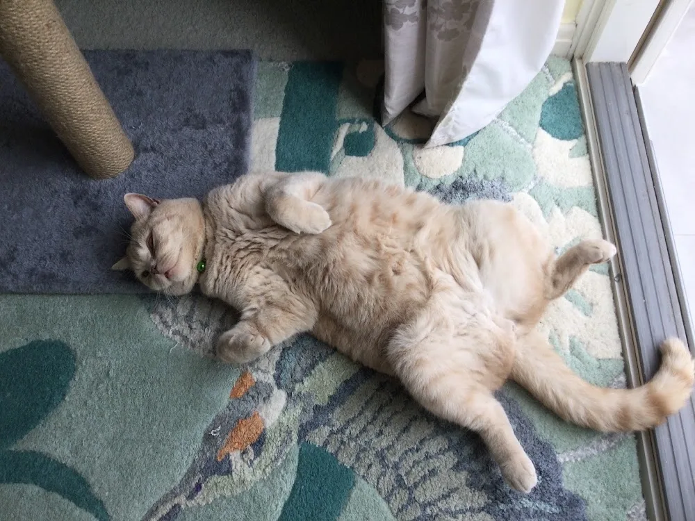 Cedar House Cattery - Norfolk pet otel görseli 3