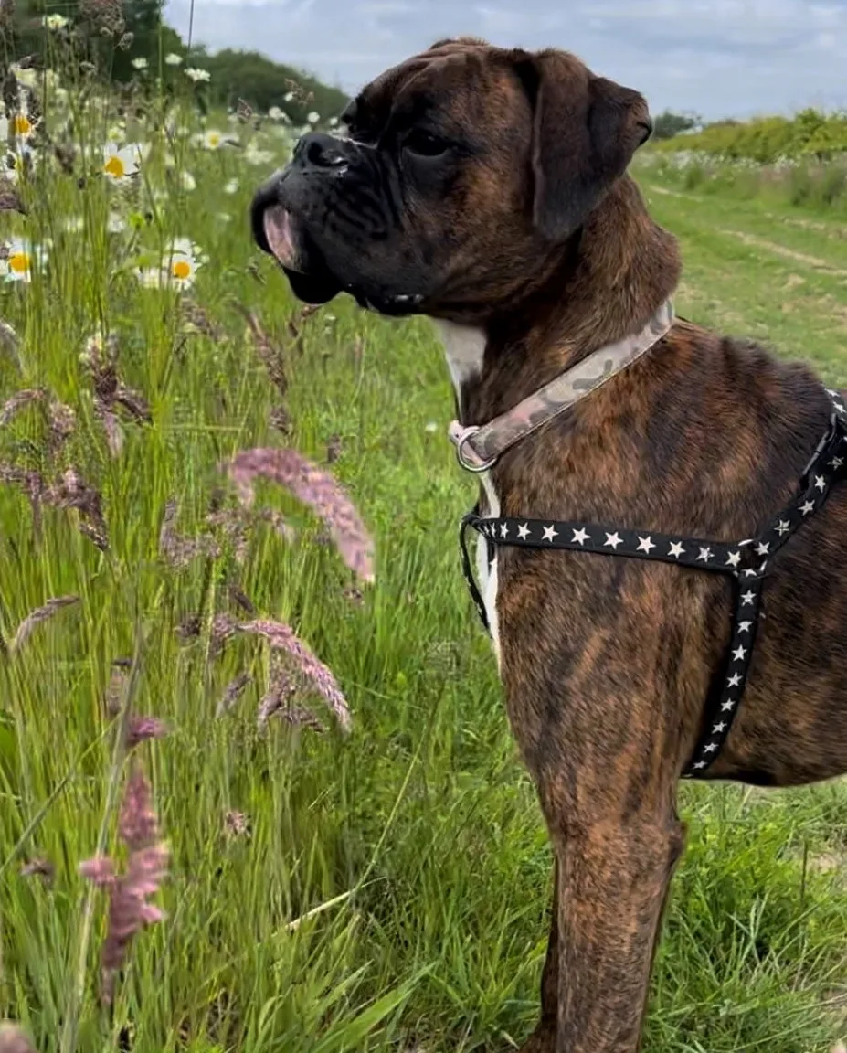 Charlou Boarding Kennels & Cattery - Norfolk pet otel
