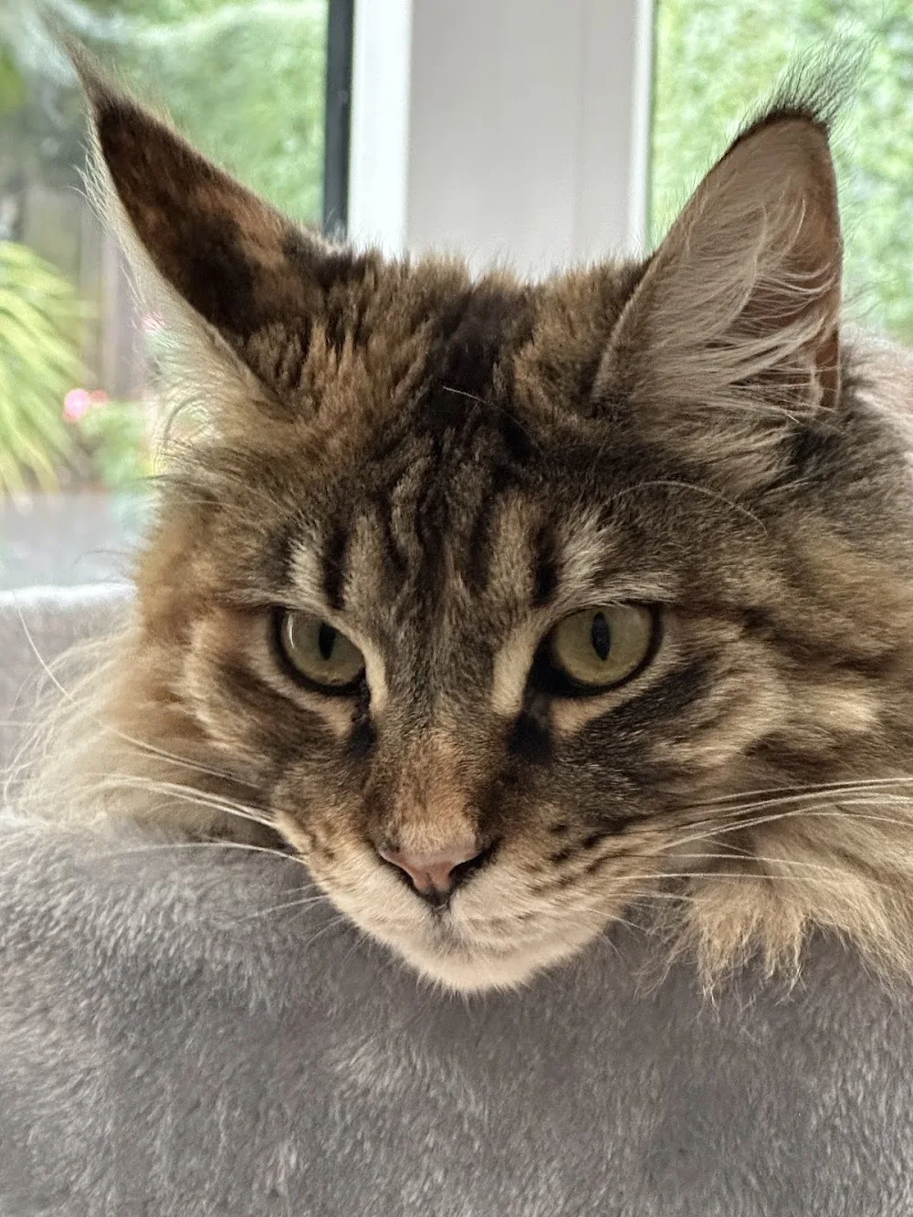 Cosy Catz Cattery - Norfolk pet otel görseli 3