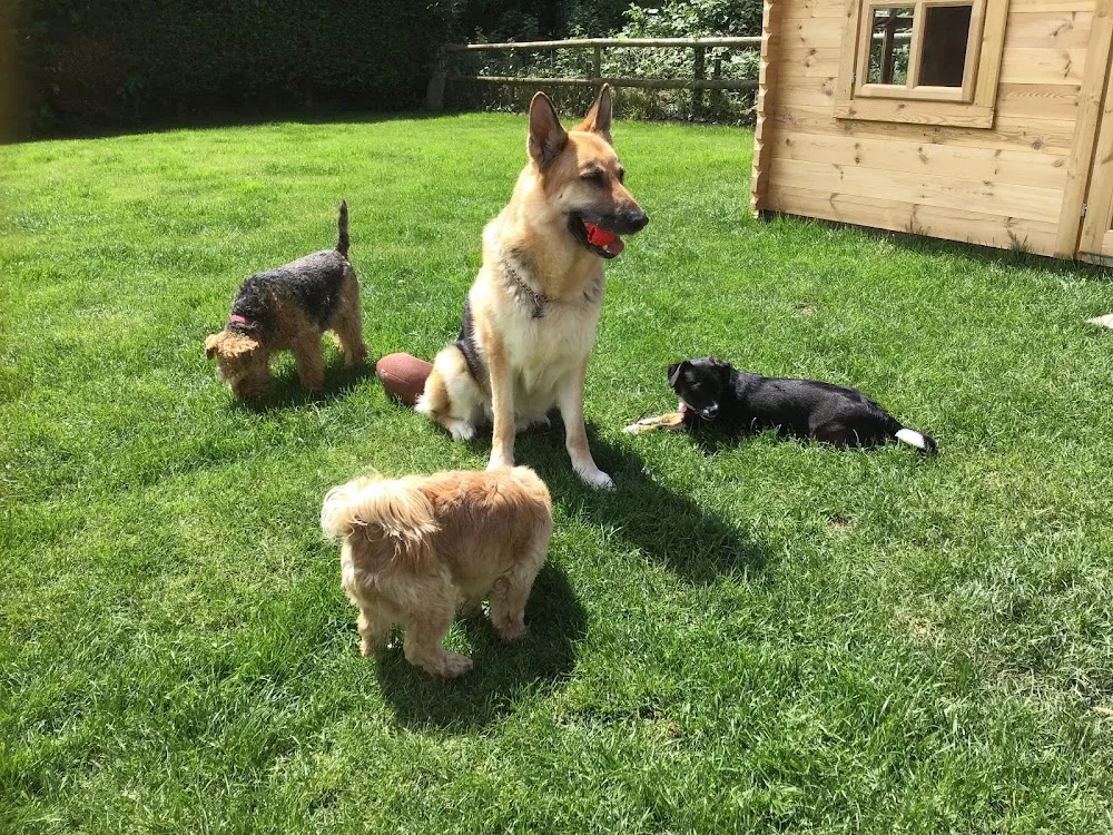 Dogtastic Dog Boarding - Norfolk pet otel