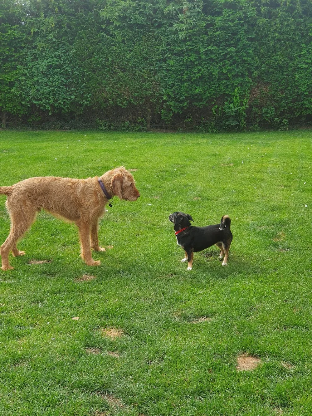 Dogtastic Dog Boarding - Norfolk pet otel görseli 3