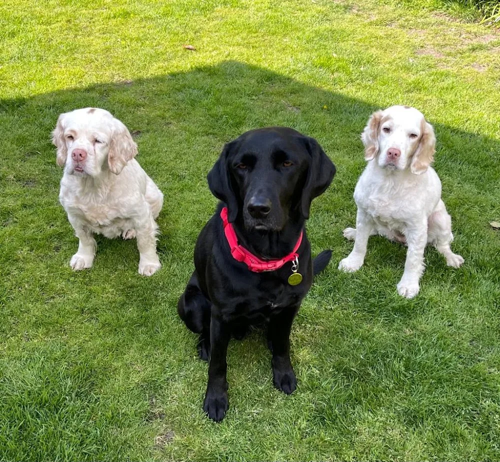 Home Dog Boarding - Norfolk pet otel görseli 3