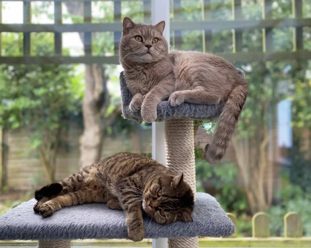Longcroft Luxury Cat Hotel Wymondham / Norfolk - Norfolk pet otel görseli 2