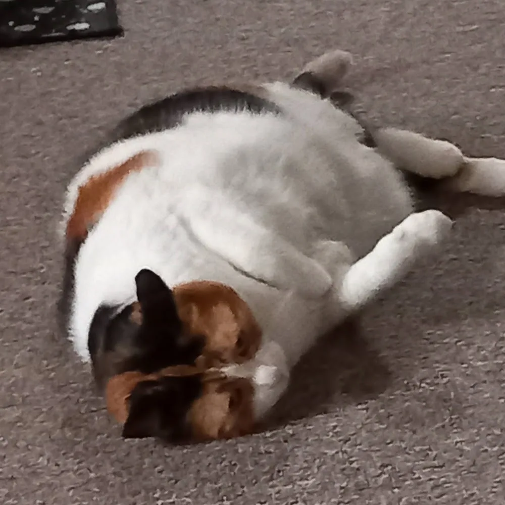 Morton Cottage Cattery - Norfolk pet otel görseli 5