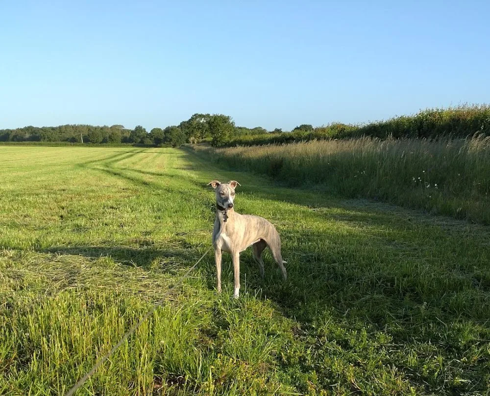 Oak Cottage Home Boarding for Dogs - Norfolk pet otel görseli 3