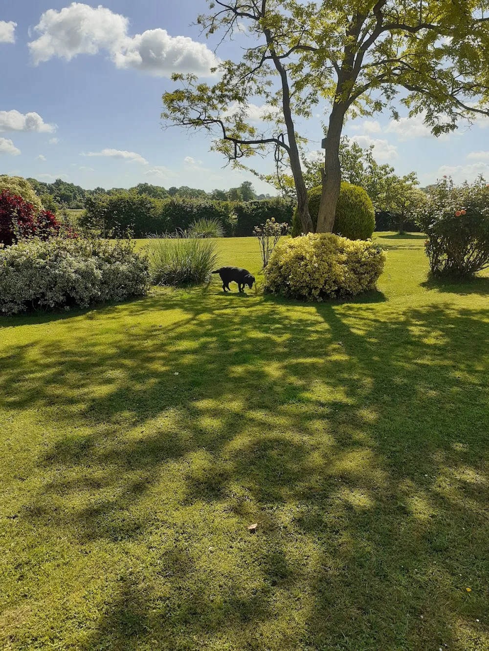 Oaklands Home Boarding For Dogs - Norfolk pet otel görseli 2