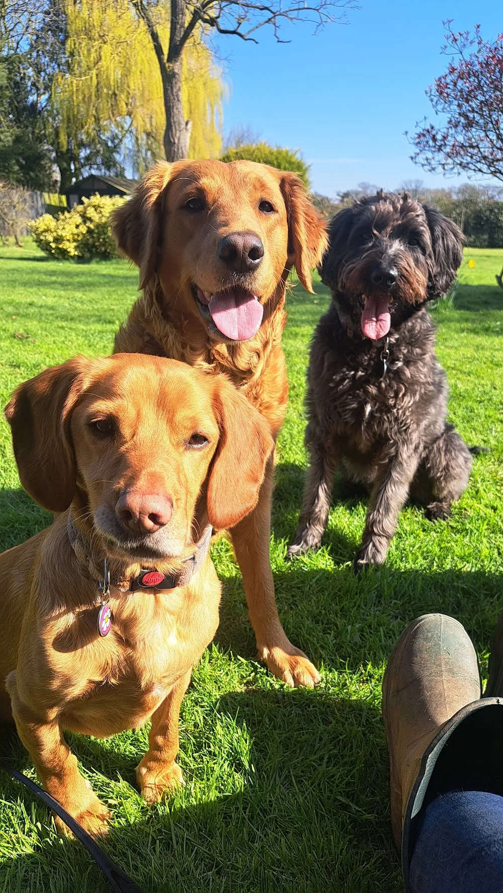 Oaklands Home Boarding For Dogs - Norfolk pet otel görseli 3
