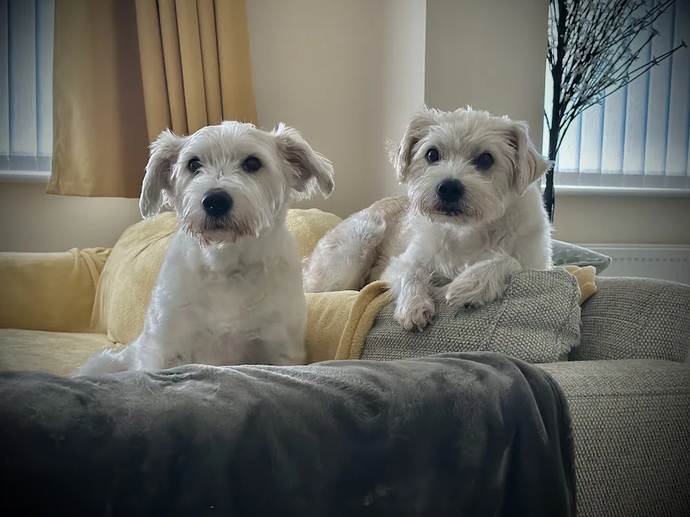 Silverstream Kennels - Norfolk pet otel görseli 2