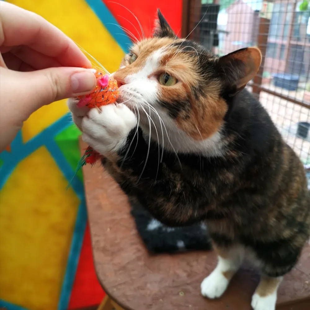 The Garden Cattery - Norfolk pet otel görseli 3