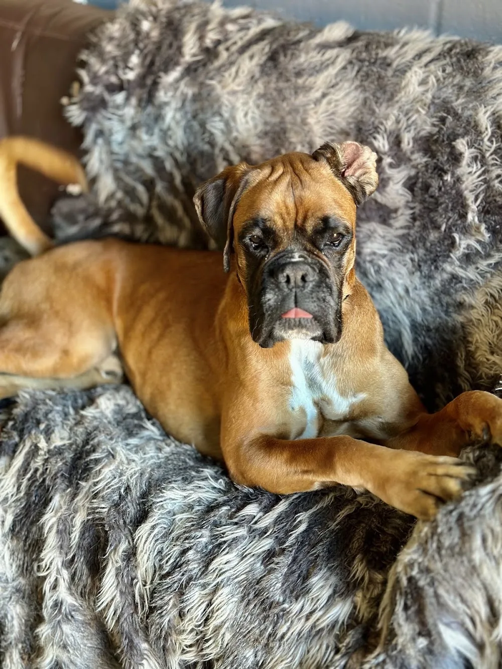 Thornwood Farm Kennels Ltd - Norfolk pet otel görseli 2