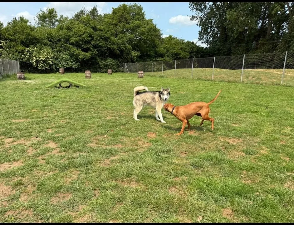 Two Acre Boarding Kennels - Norfolk pet otel görseli 2