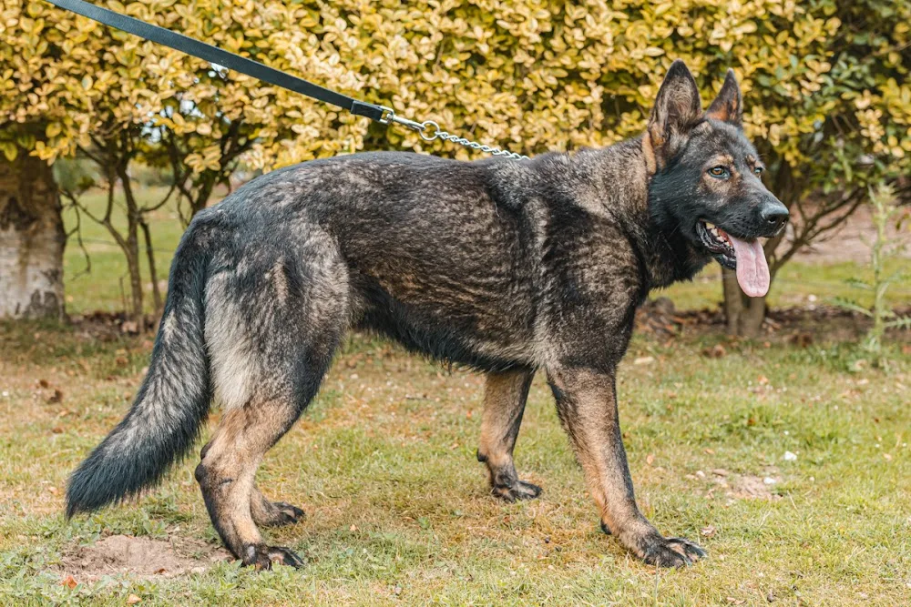 Warren Boarding Kennels & Grooming Services - Norfolk pet otel görseli 2